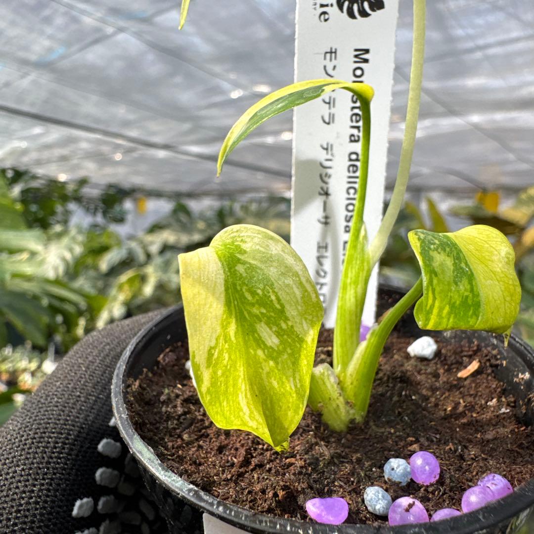 モンステラ エレクトロライト 美斑入り株 2号【鮮やかな斑が際立つ希少個体】