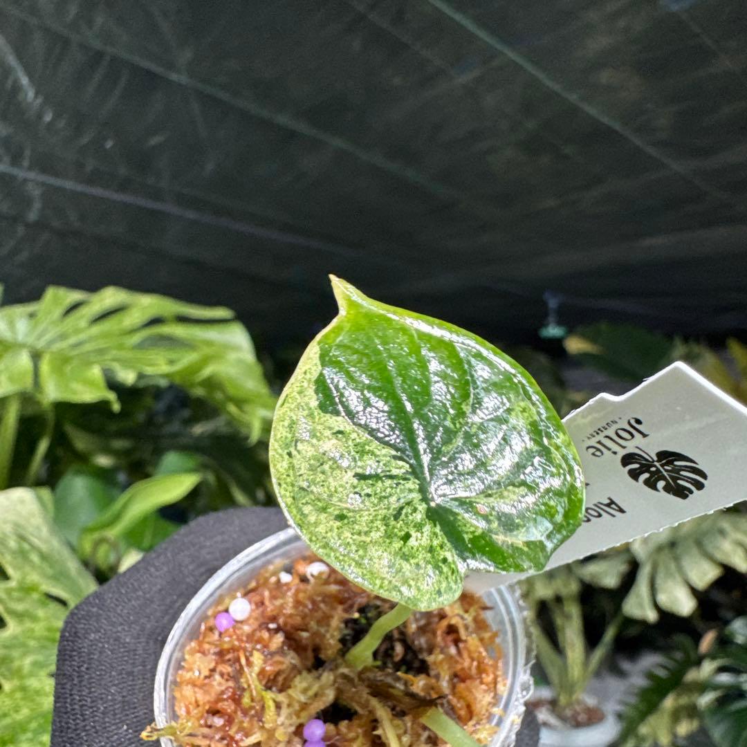 アロカシア ドラゴンスケール ミント 2号 （2寸ポリポット） 斑入り【神秘的なミント斑が美しい希少種】