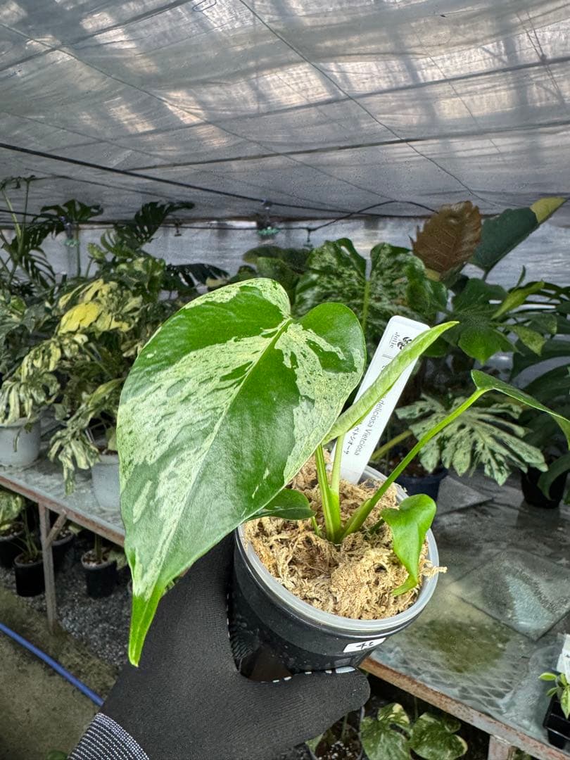 モンステラ デリシオーサ ベトシオーサ – JolieNursery