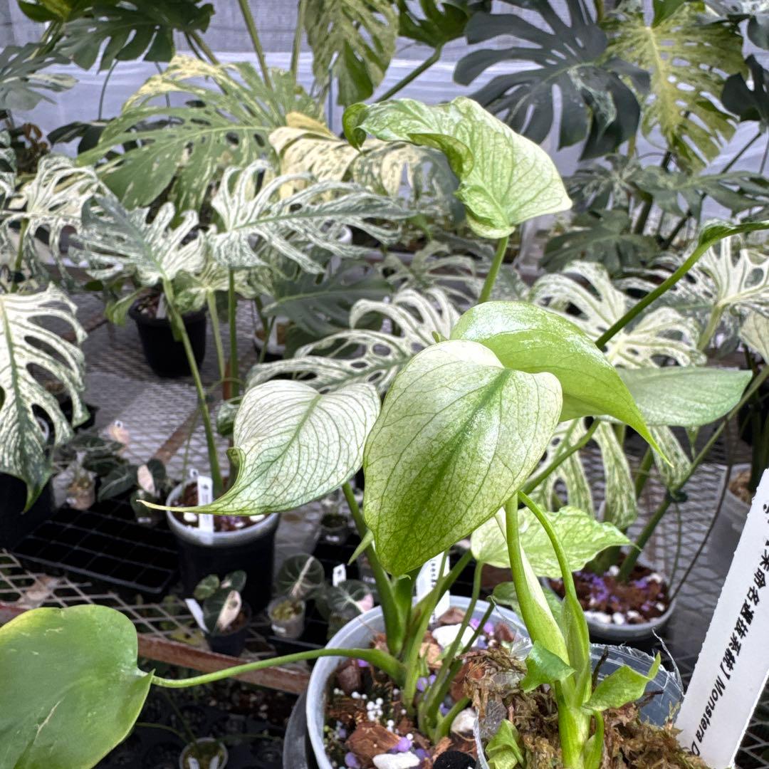 【未命名選抜系統】Monstera Deliciosa 兄弟株参考あり