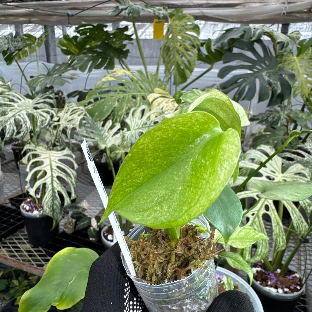【未命名選抜系統】Monstera Deliciosa 兄弟株参考あり