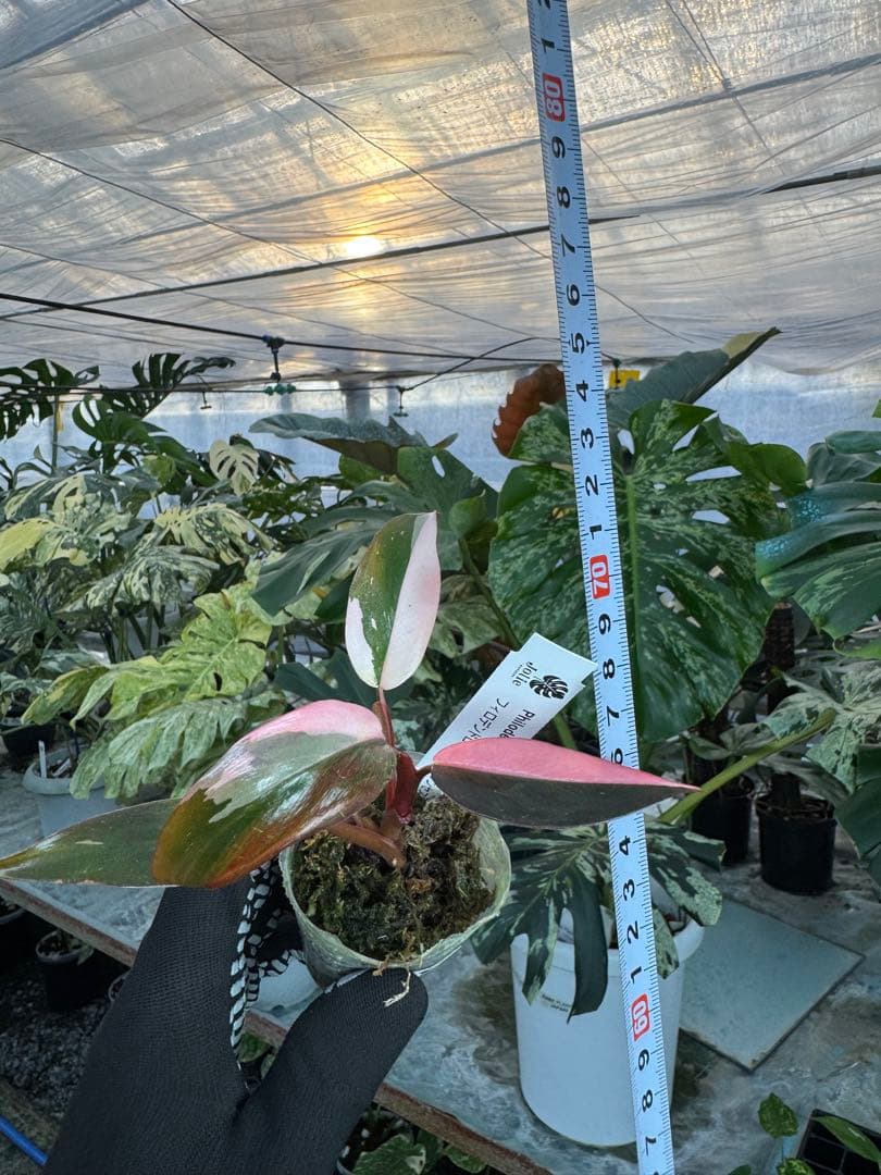 フィロデンドロン　ピンクプリンセス　2寸ポリポット　可愛いサイズ