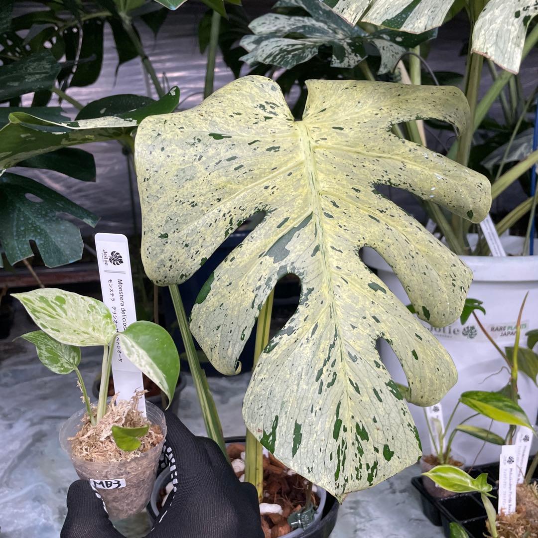 モンステラ　デリシオーサ　ベトシオーサ