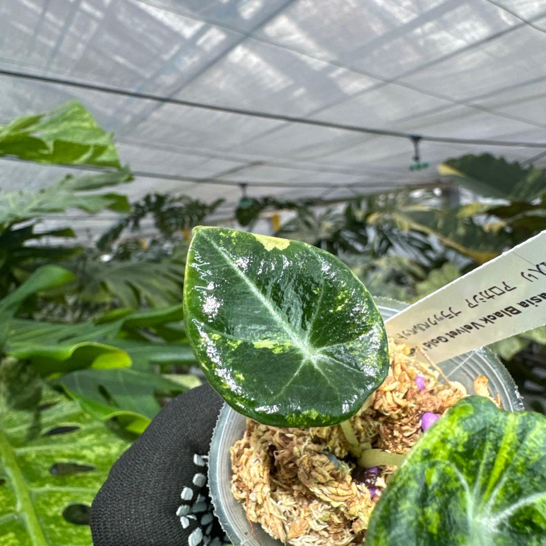 アロカシア ブラックベルベット ゴールド 黄斑入り 2号(2寸ポリポット)【漆黒の葉に映える黄金斑が魅力】