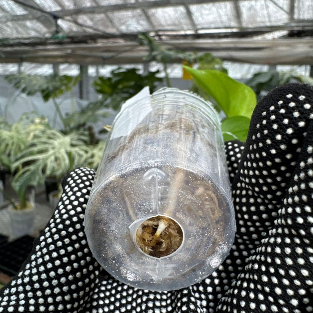 【未命名選抜系統】Monstera Deliciosa 兄弟株参考あり