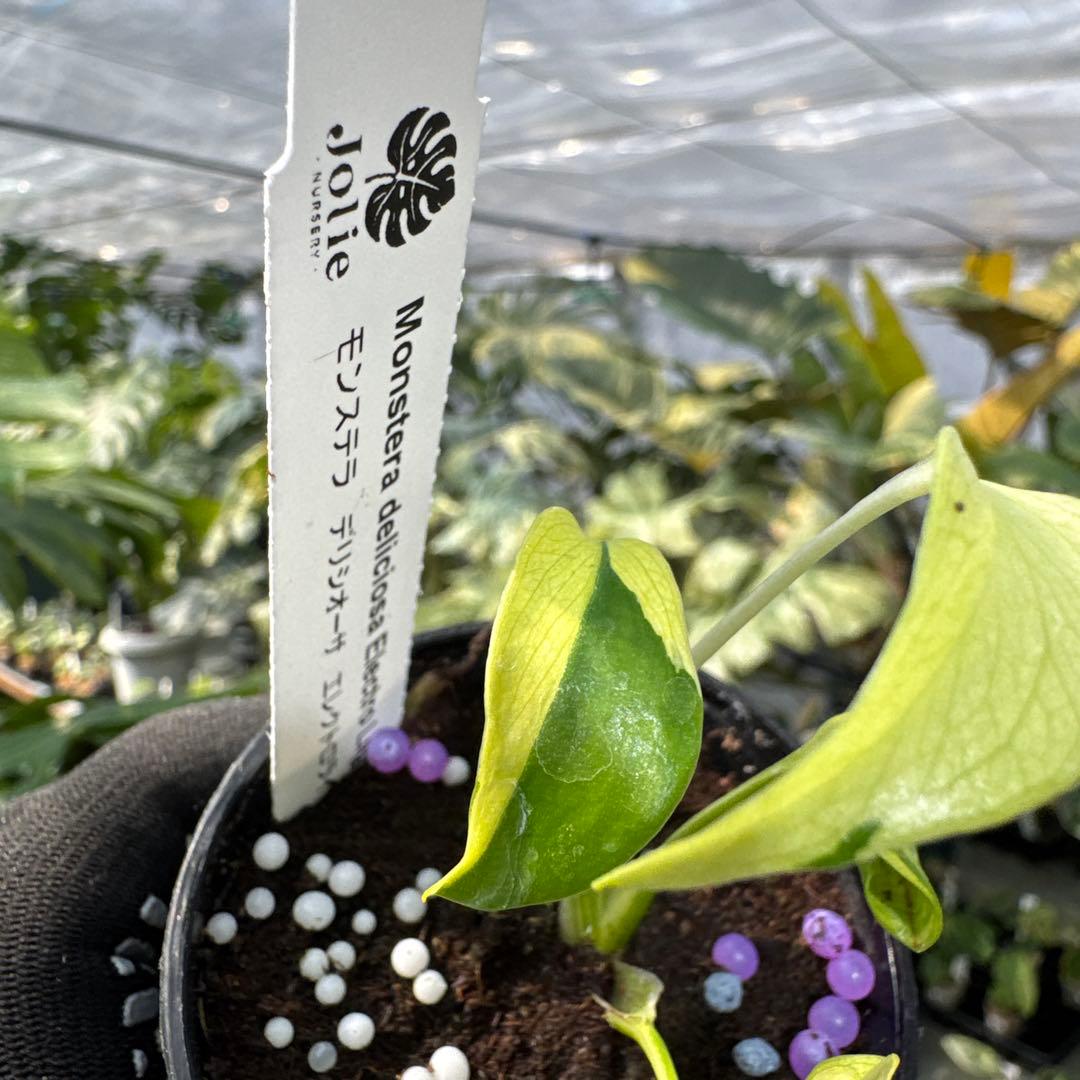 モンステラ エレクトロライト 美斑入り株 2号【鮮やかな斑が際立つ希少個体】