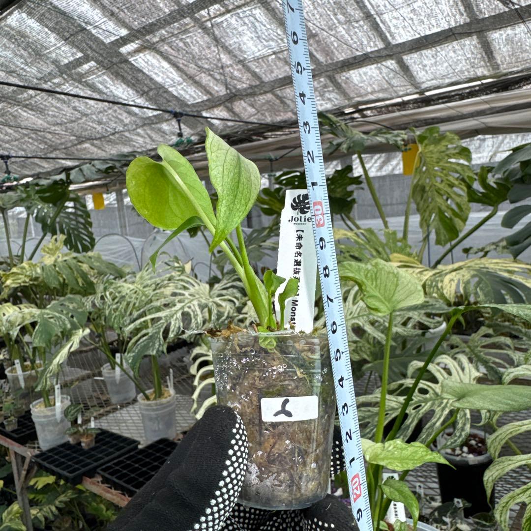 未命名選抜系統】Monstera Deliciosa 兄弟株参考あり – JolieNursery