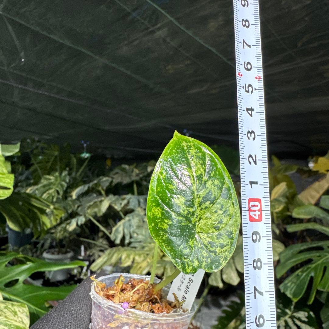 アロカシア ドラゴンスケール ミント 2号 （2寸ポリポット） 斑入り【神秘的なミント斑が美しい希少種】