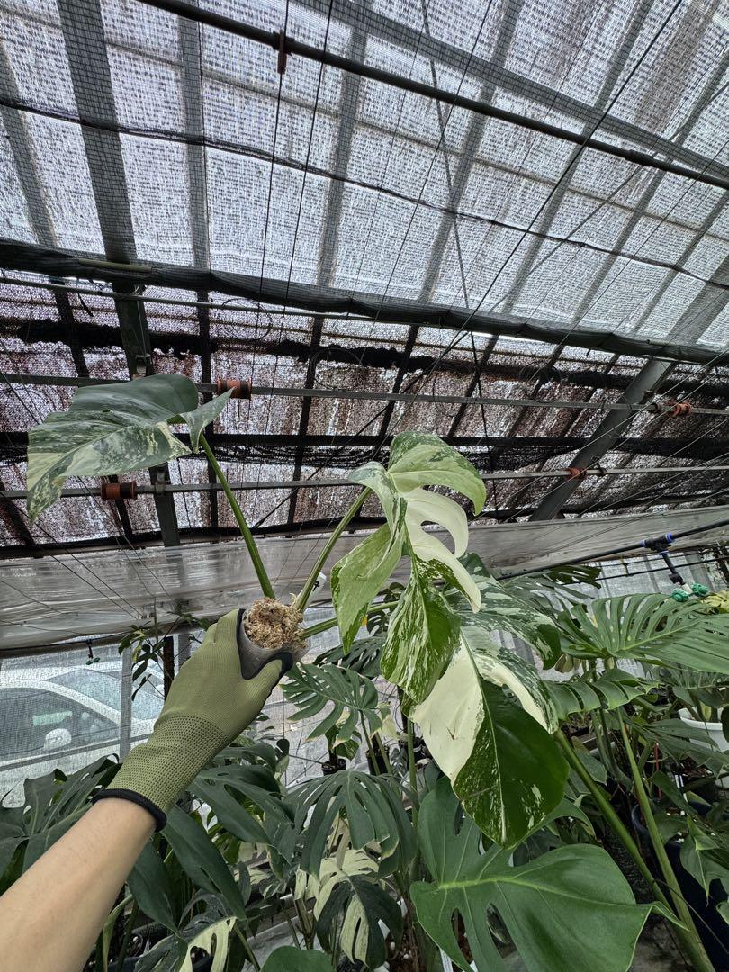 67 モンステラ　ボルギシアナ　アルボ　白斑入り　鉢モスポール付き モンステラ ボルギシアナ アルボ ホワイトタイガー斑入り