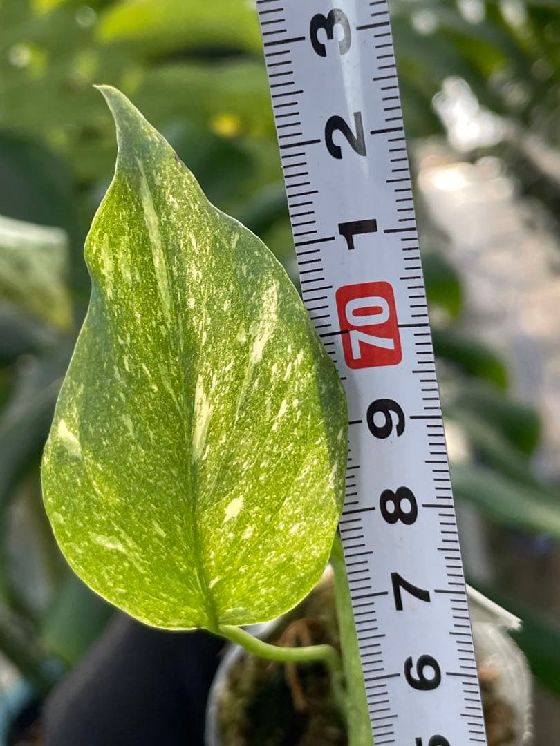 モンステラ デリシオーサ タイコンステレーション厳選斑入り2寸