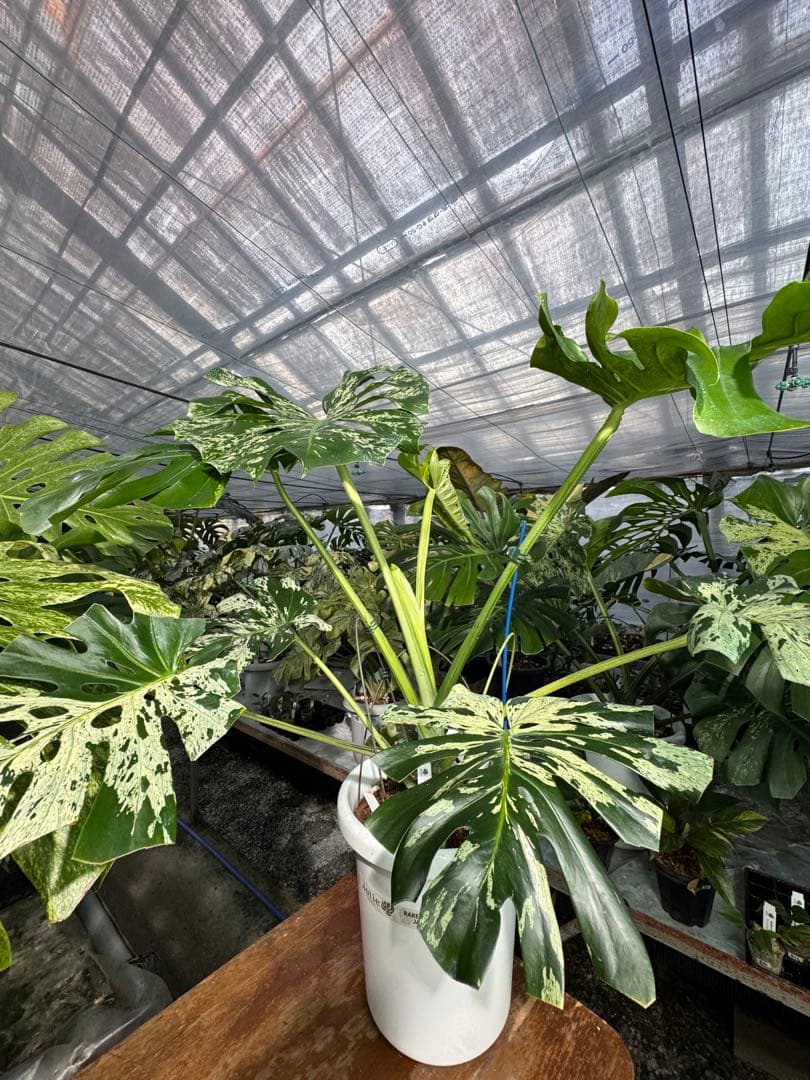 モンステラ デリシオーサ ベトシオーサ 巨大サイズ 見本株 – JolieNursery