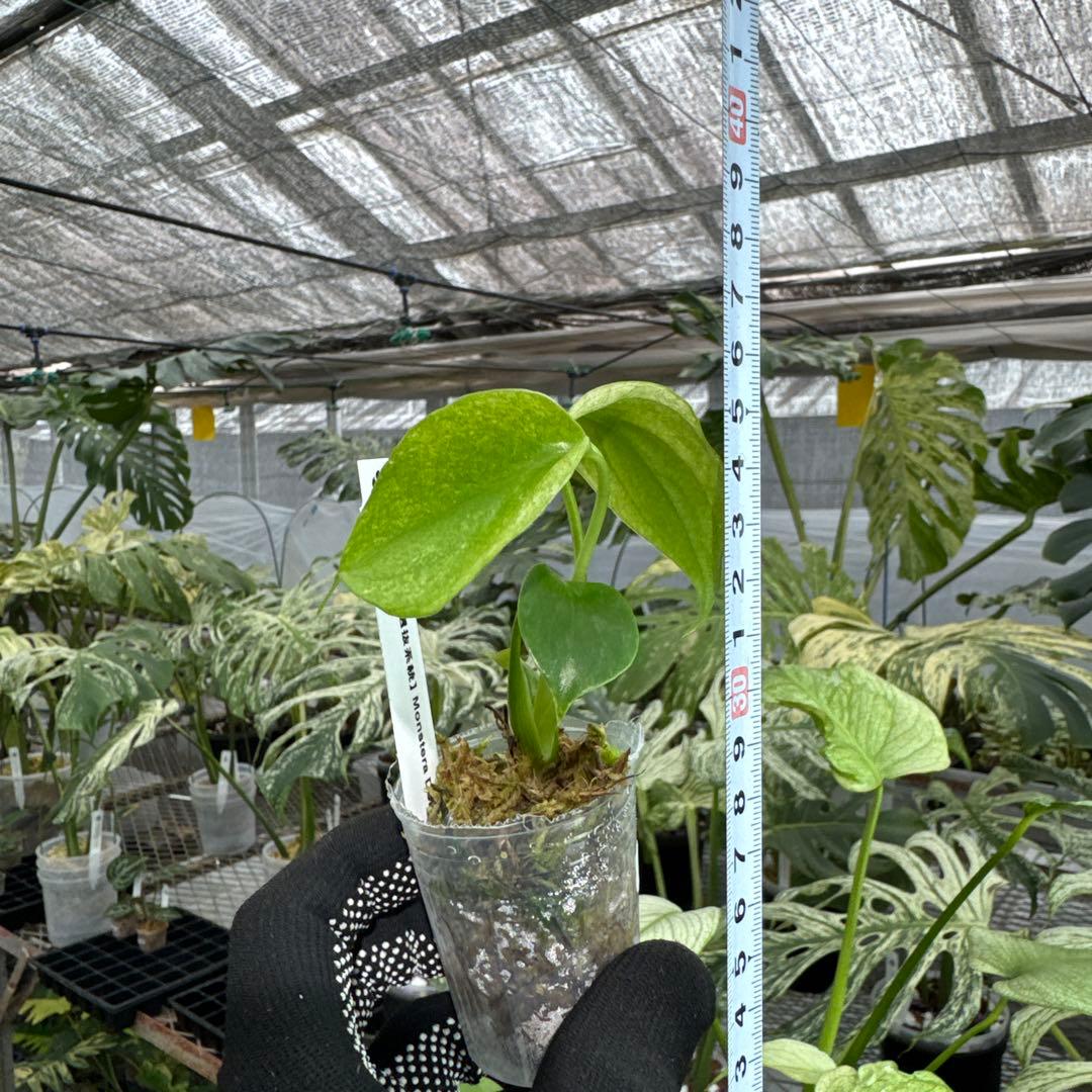 【未命名選抜系統】Monstera Deliciosa 兄弟株参考あり