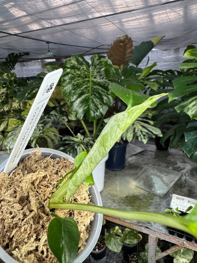 モンステラ　デリシオーサ　ベトシオーサ