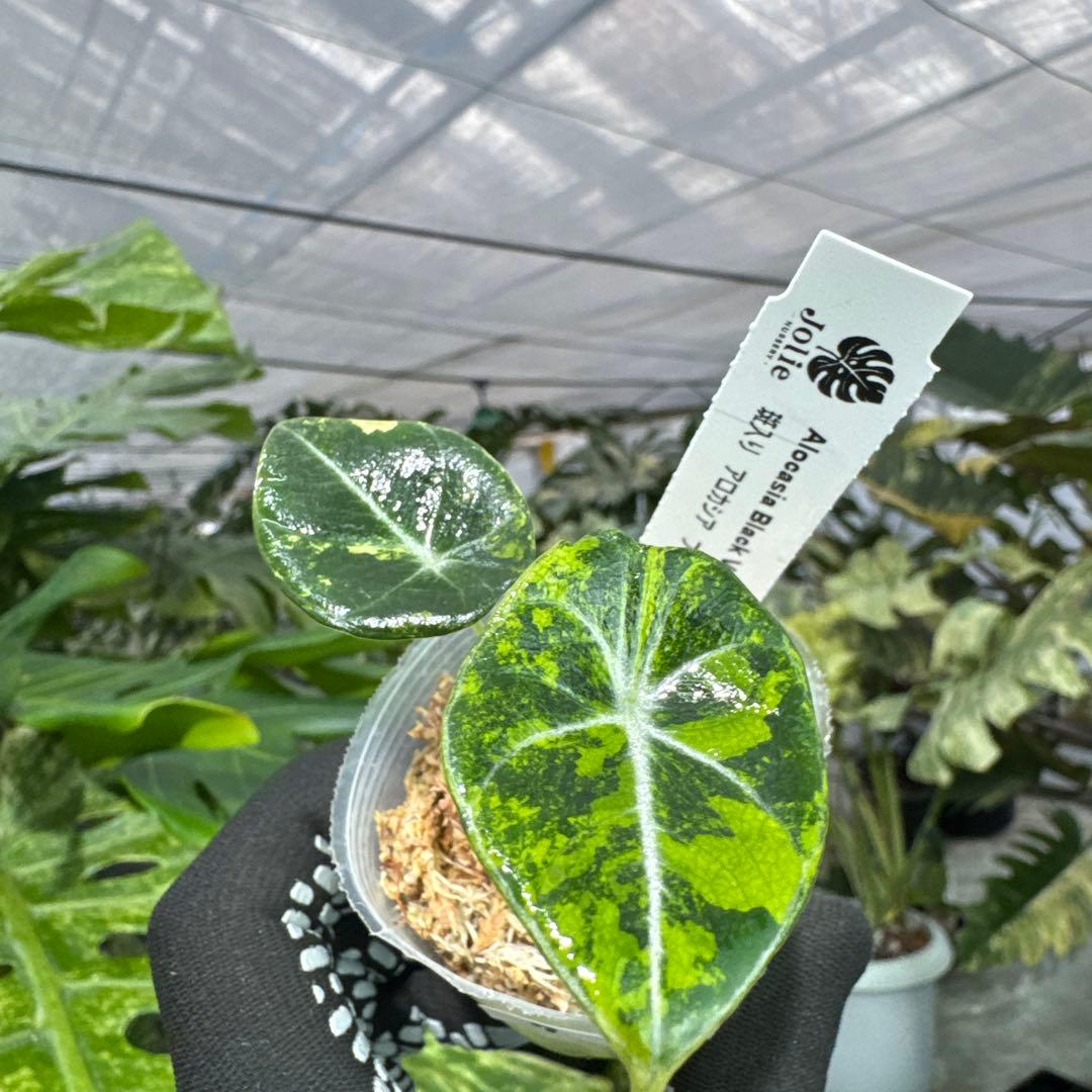 アロカシア ブラックベルベット ゴールド 黄斑入り 2号(2寸ポリポット)【漆黒の葉に映える黄金斑が魅力】