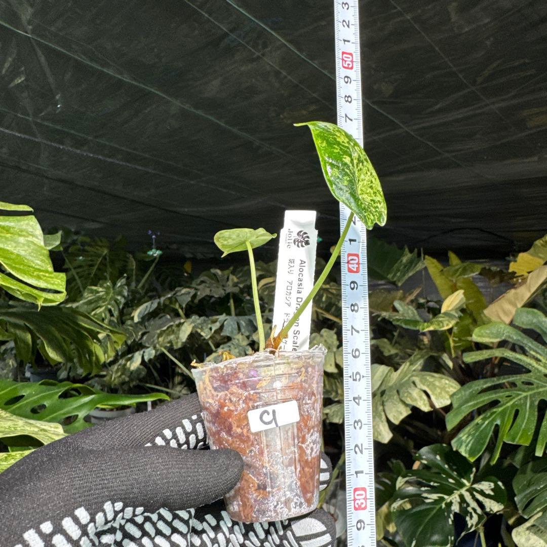 アロカシア ドラゴンスケール ミント 2号 （2寸ポリポット） 斑入り【神秘的なミント斑が美しい希少種】