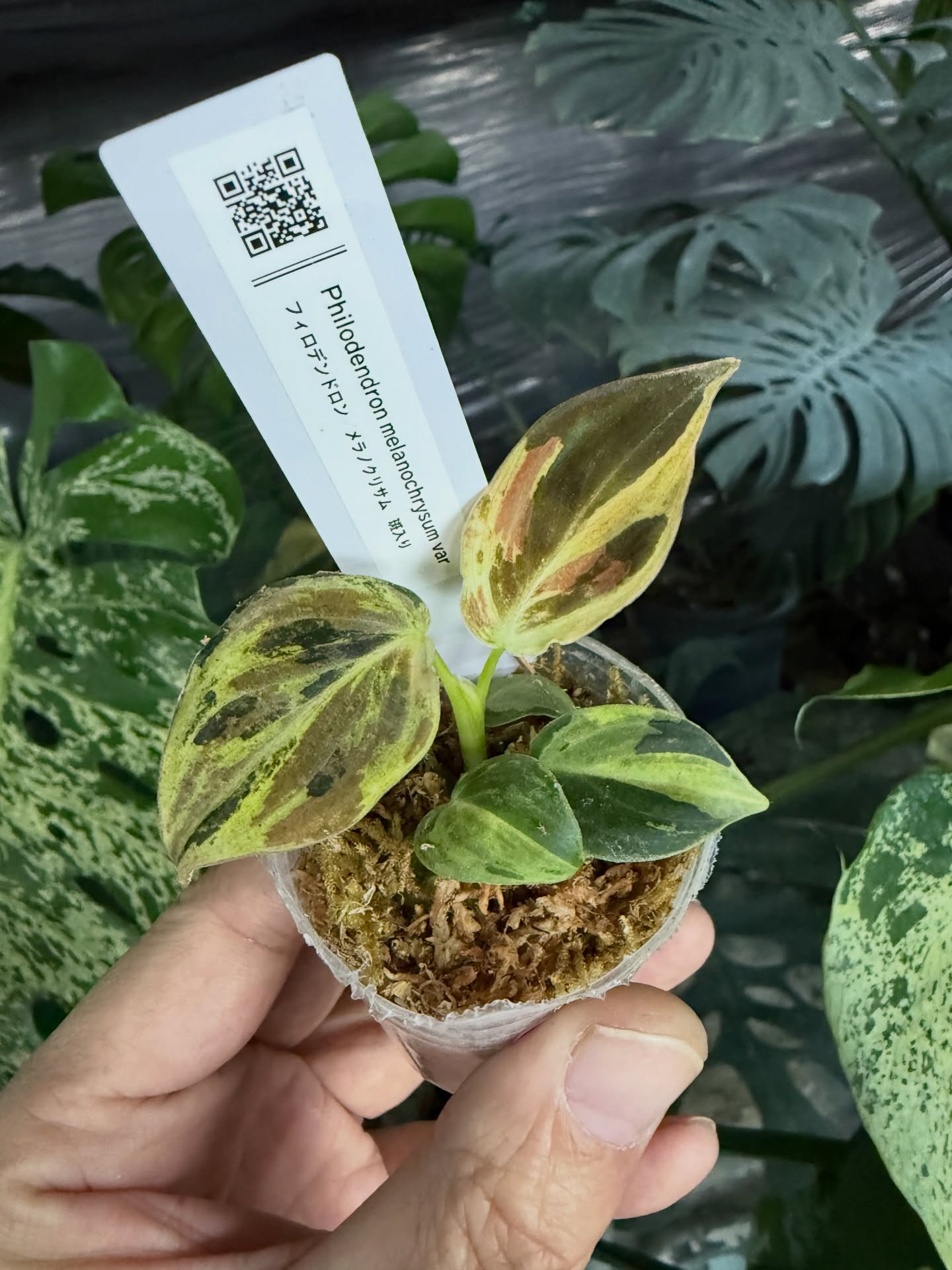 フィロデンドロン メラノクリサム 斑入り 2寸ポリポット – JolieNursery