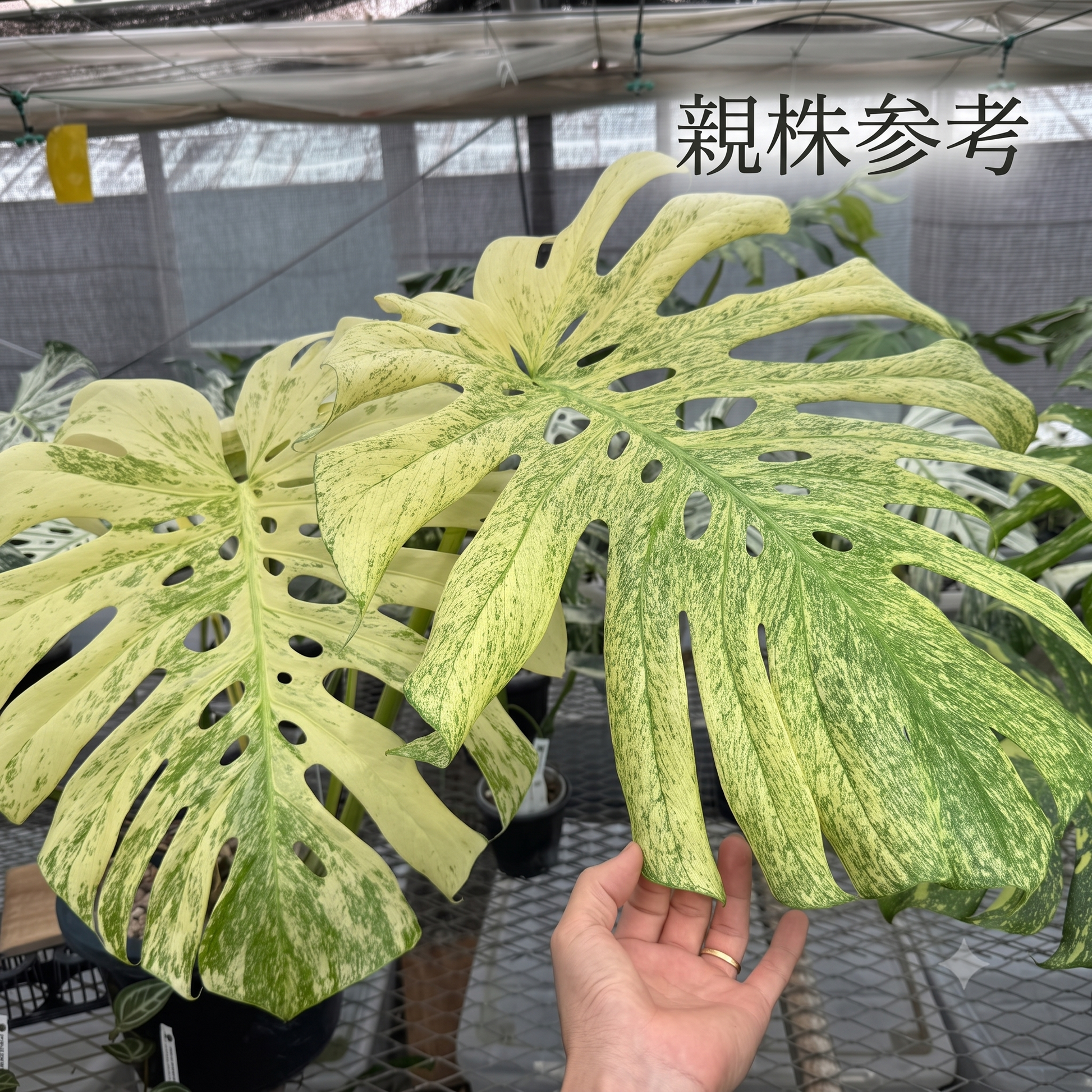 極上斑・安心の3号】モンステラ ホワイトモンスター（天津蘭） | 3号