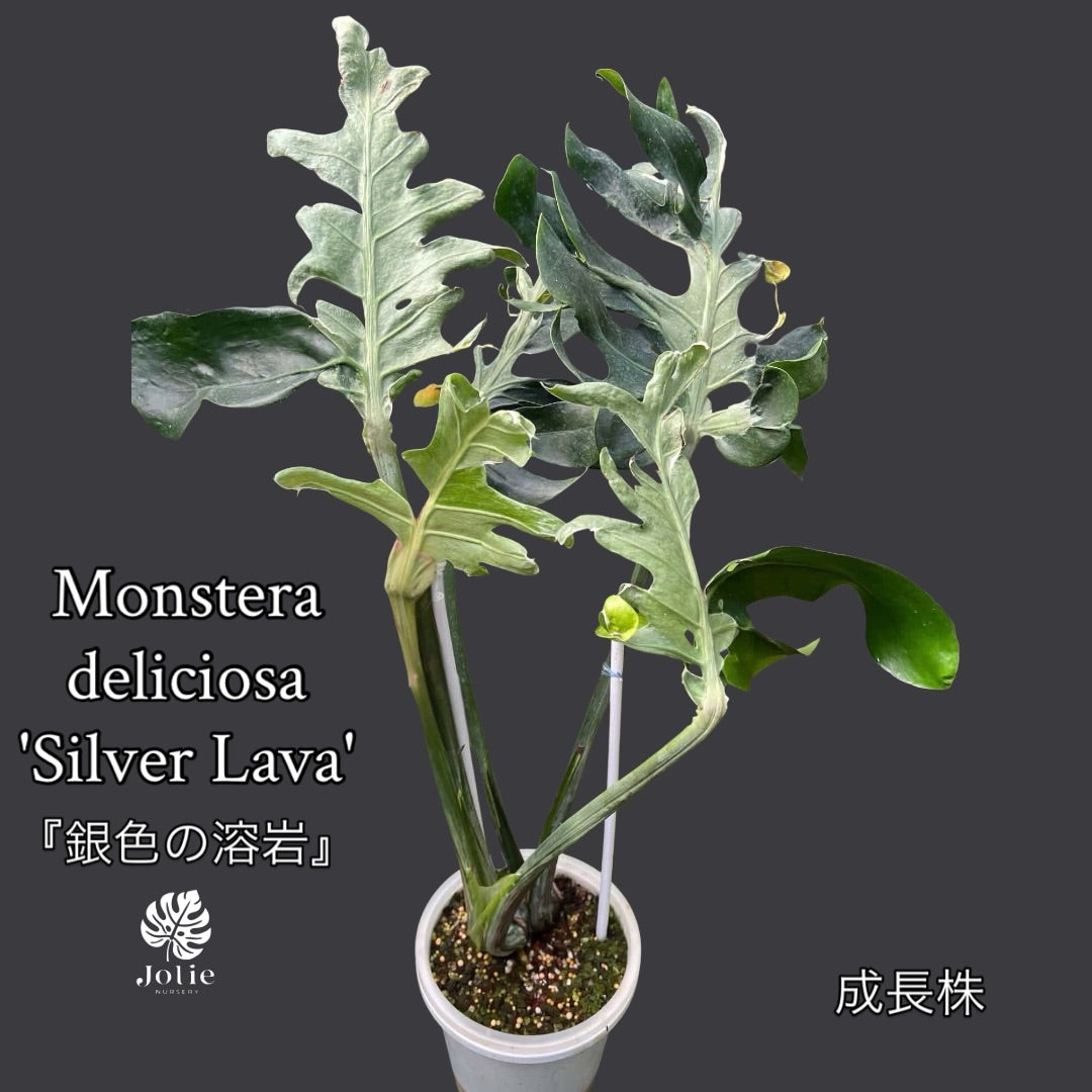 【予約販売・11月上旬発送】モンステラ シルバーラヴァ ビトロ苗