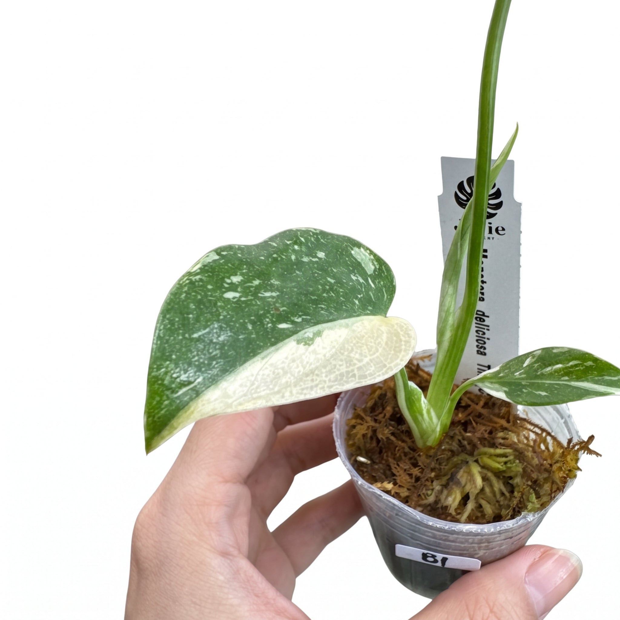 Jolie Nursery公式】モンステラ タイコンステレーション 斑入り 2号