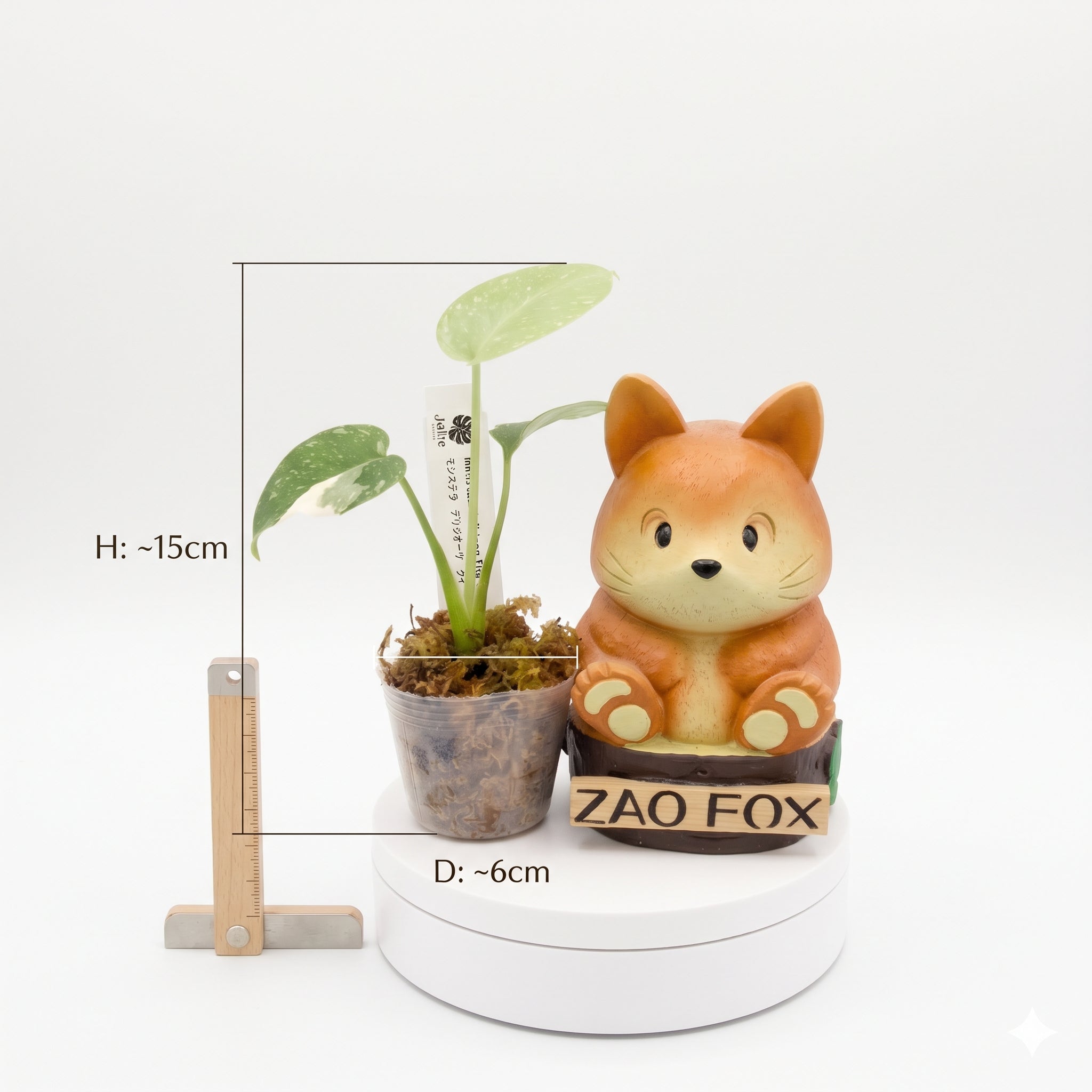 Jolie Nursery公式】モンステラ タイコンステレーション 斑入り 2号