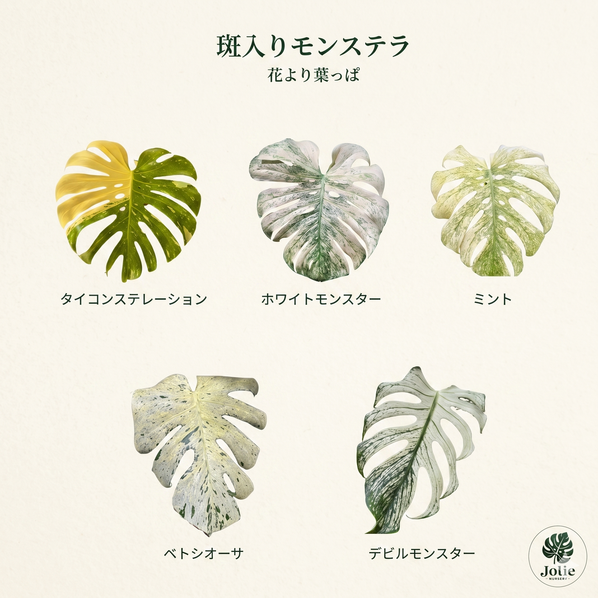 モンステラ デリシオーサ ベトシオーサ – JolieNursery モンステラ デリシオーサ ベトシオーサ – JolieNursery