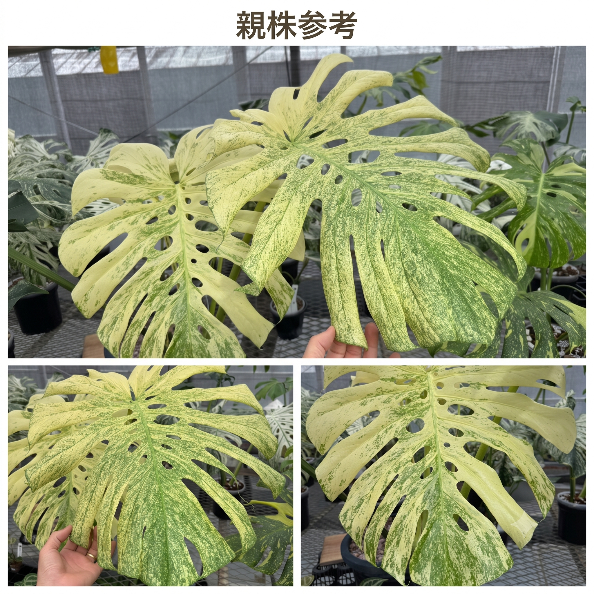 ホワイトモンステラ＆ハーフムーン親株の写真 商品の状態: 【公式通販】