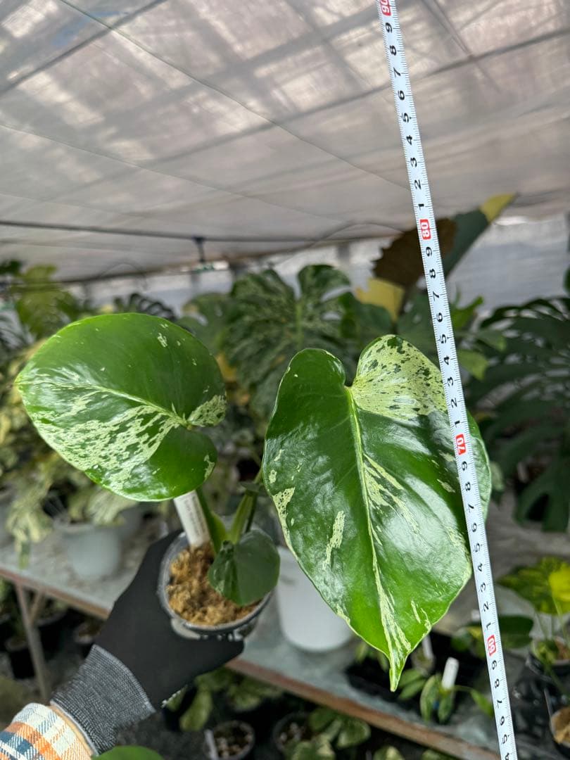 モンステラ　デリシオーサ　ベトシオーサ