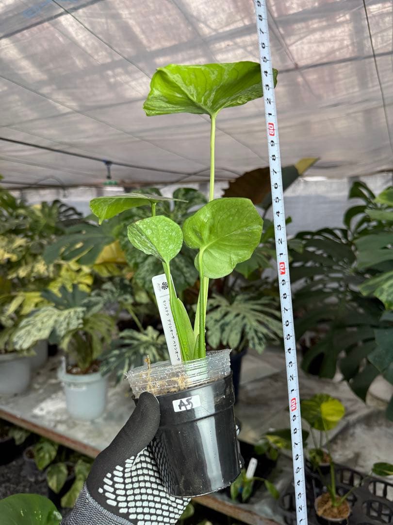 A5 モンステラ　デリシオーサ　ベトシオーサ　セレクトエディション斑入り A5 モンステラ デリシオーサ ベトシオーサ セレクトエディション斑入り