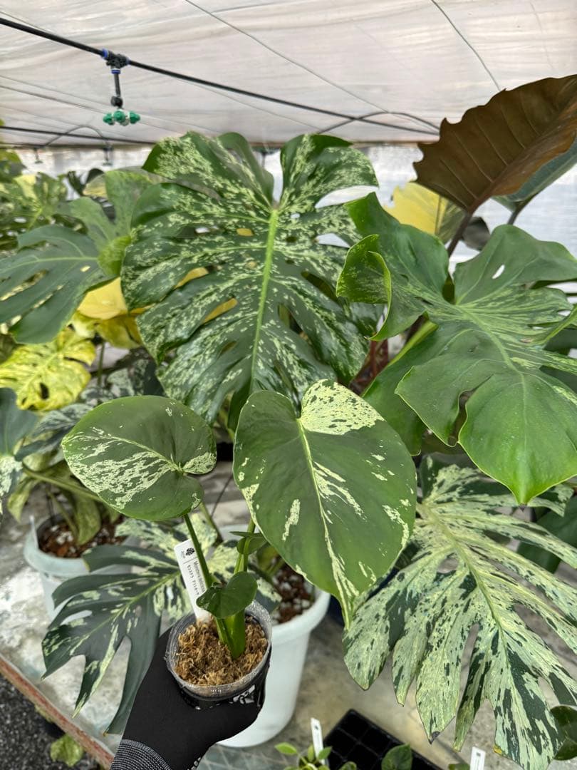 モンステラ　デリシオーサ　ベトシオーサ