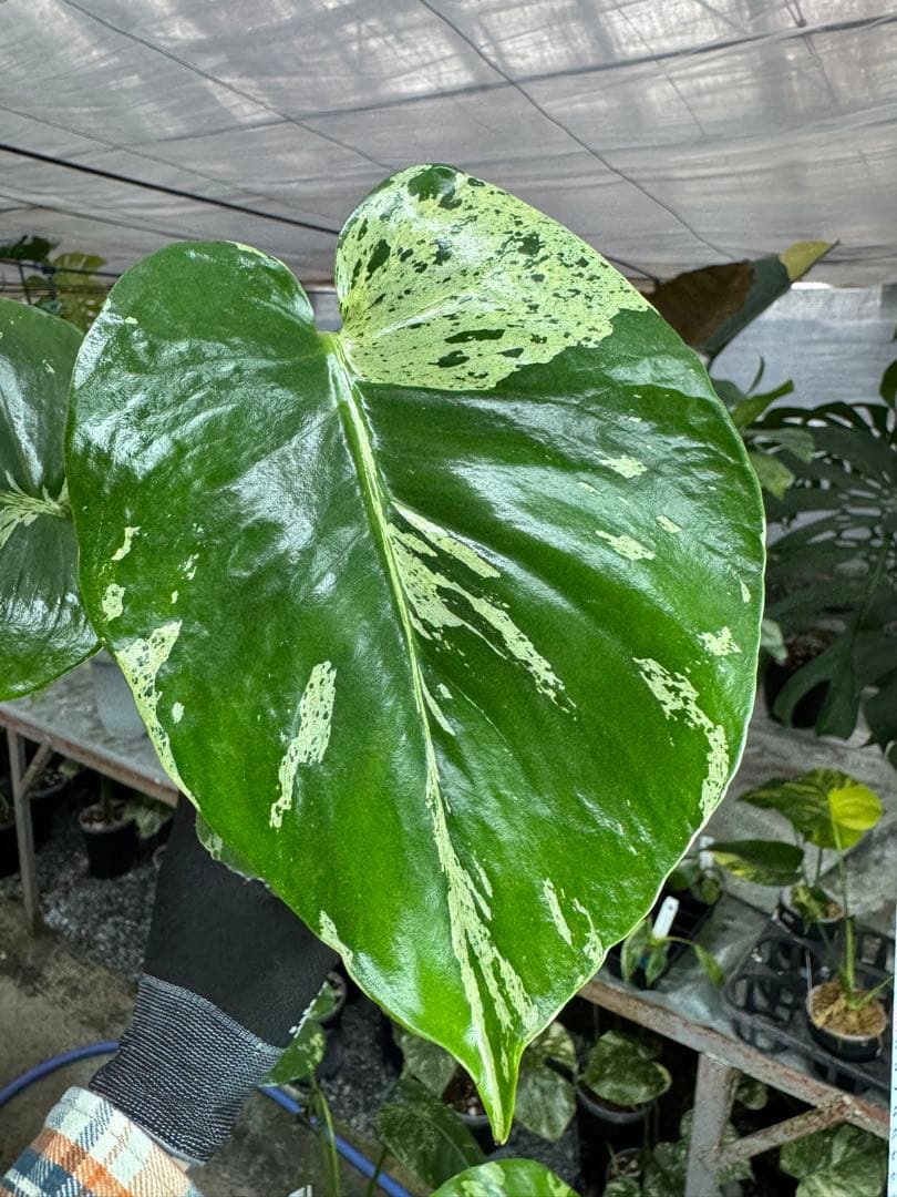 モンステラ　デリシオーサ　ベトシオーサ　順化済み 斑入り コレクション】モンステラ・デリシオーサ 'ベトシオーサ' – RARE