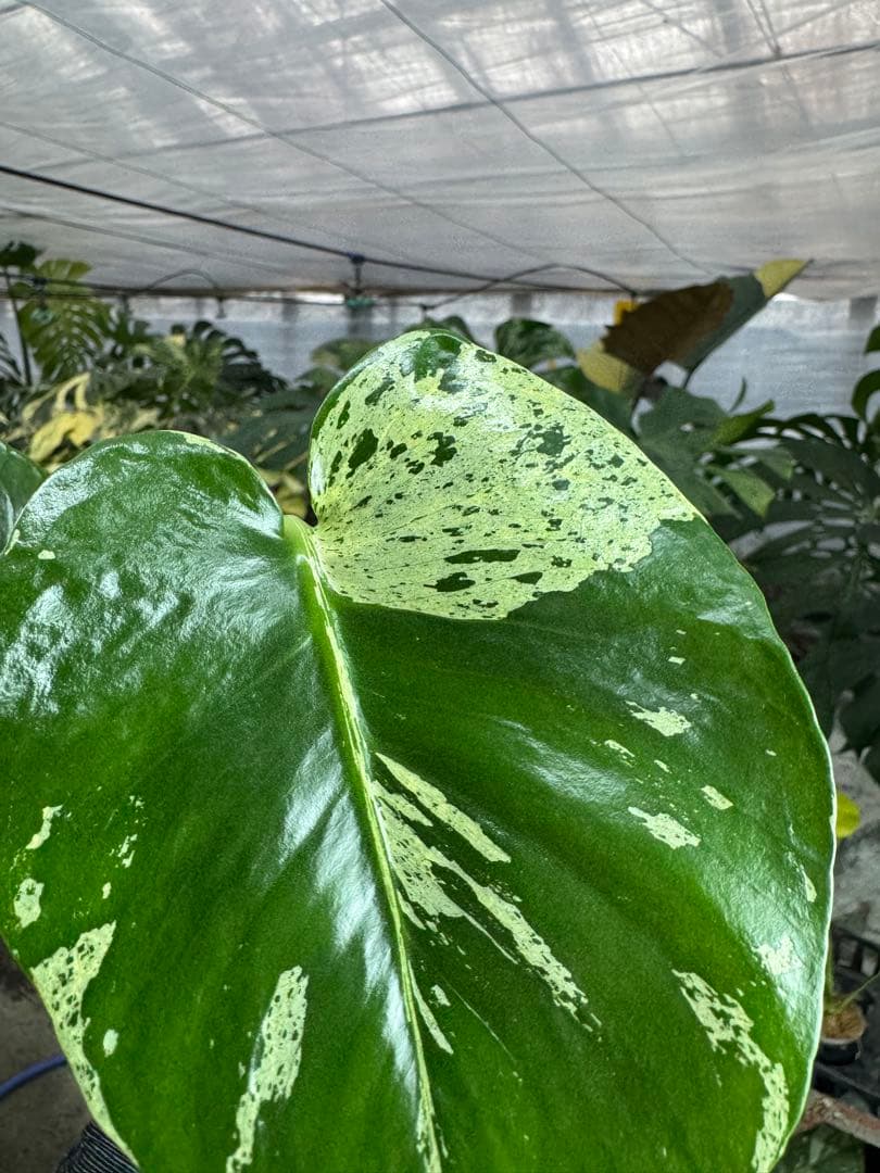 モンステラ　デリシオーサ　ベトシオーサ