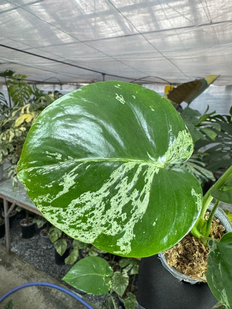 A3 モンステラ　デリシオーサ　ベトシオーサ　セレクトエディション斑入り コレクション】モンステラ・デリシオーサ 'ベトシオーサ' – RARE