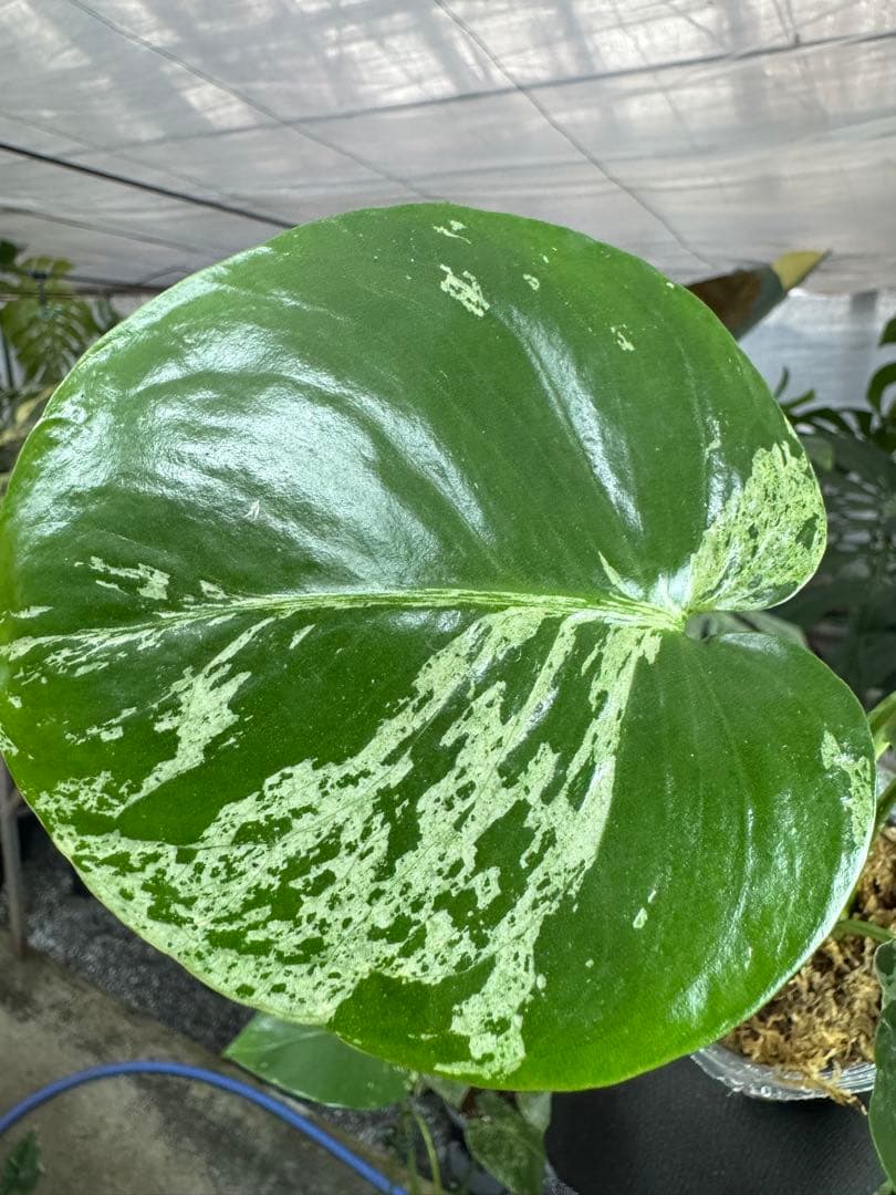 モンステラ　デリシオーサ　ベトシオーサ