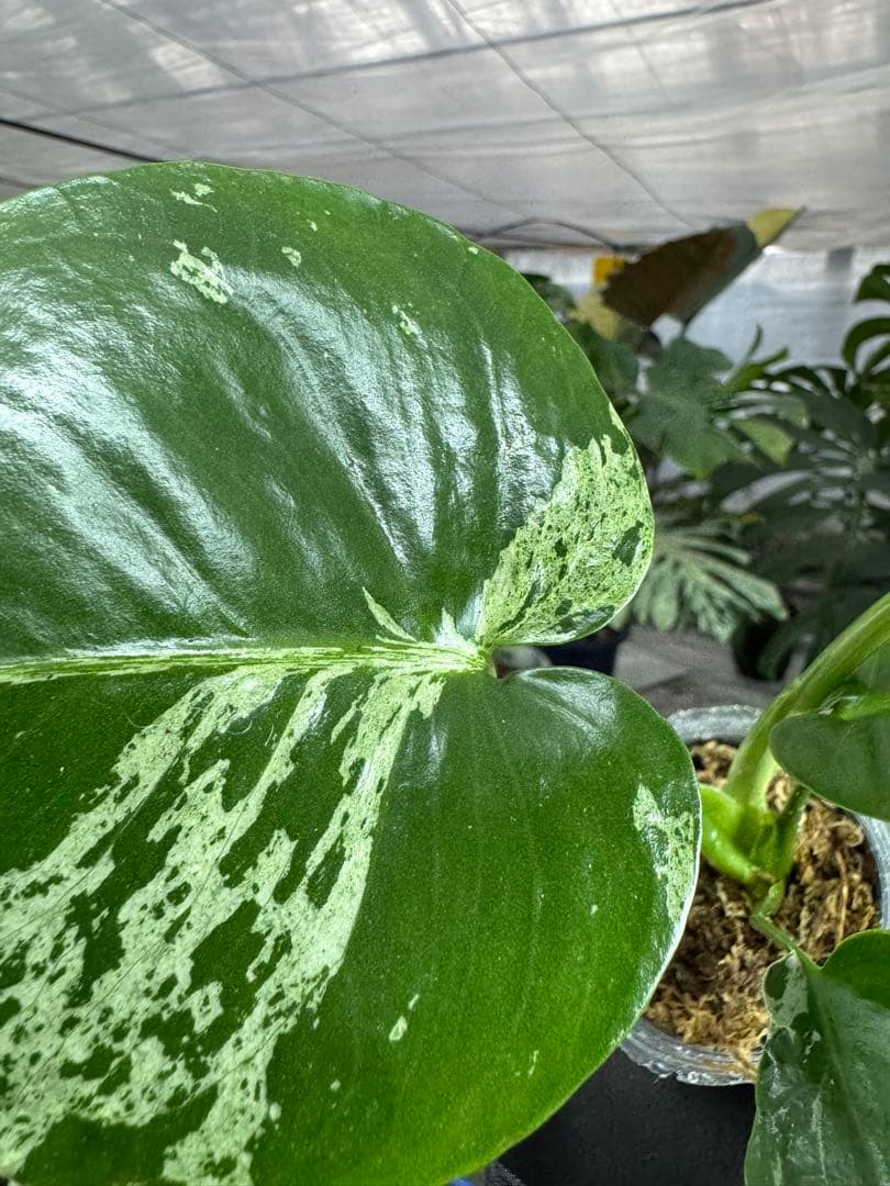 モンステラ デリシオーサ ベトシオーサ 健康株 – JolieNursery