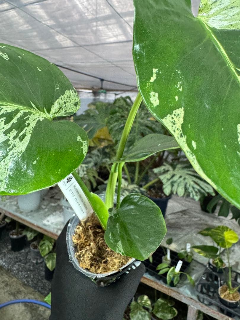 モンステラ　デリシオーサ　ベトシオーサ