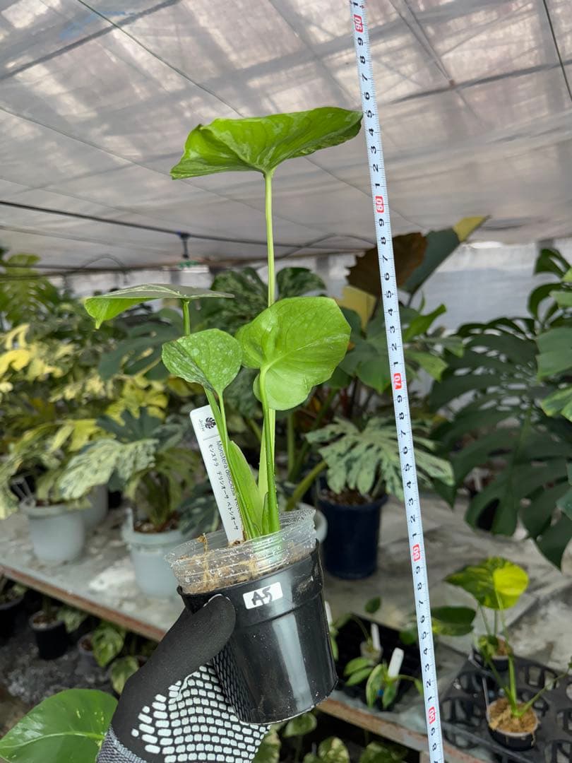 モンステラ　デリシオーサ　ベトシオーサ