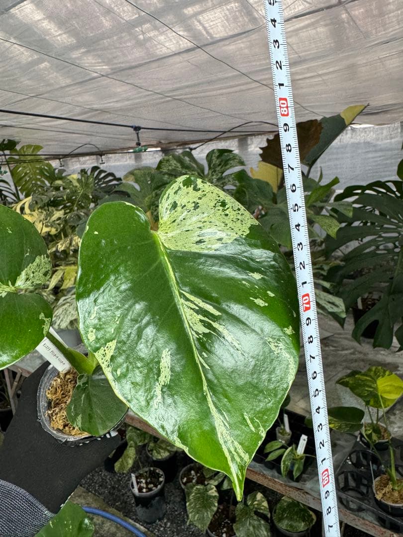 モンステラ　デリシオーサ　ベトシオーサ