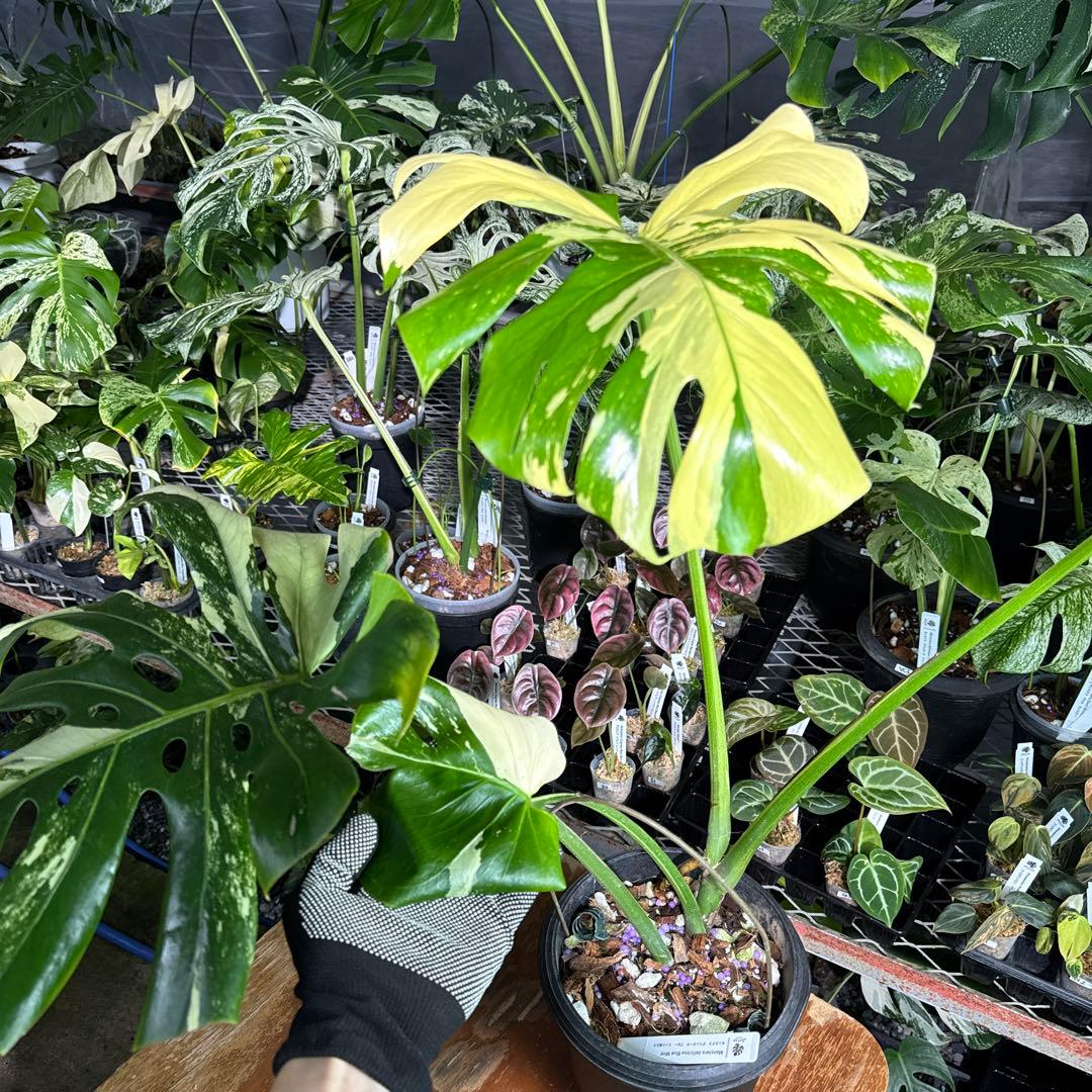 Monstera Deliciosa “Blue Mint”珍しいコレクション株