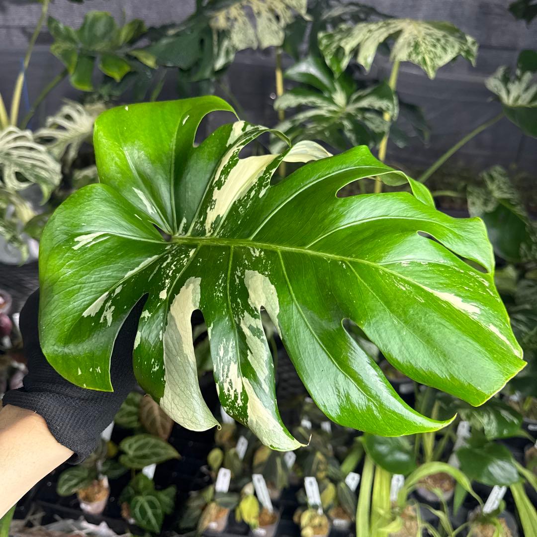 Monstera Deliciosa “Blue Mint”珍しいコレクション株