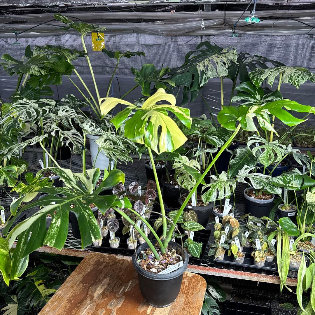 Monstera Deliciosa “Blue Mint”珍しいコレクション株