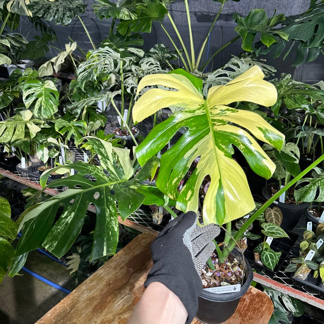 Monstera Deliciosa “Blue Mint”珍しいコレクション株