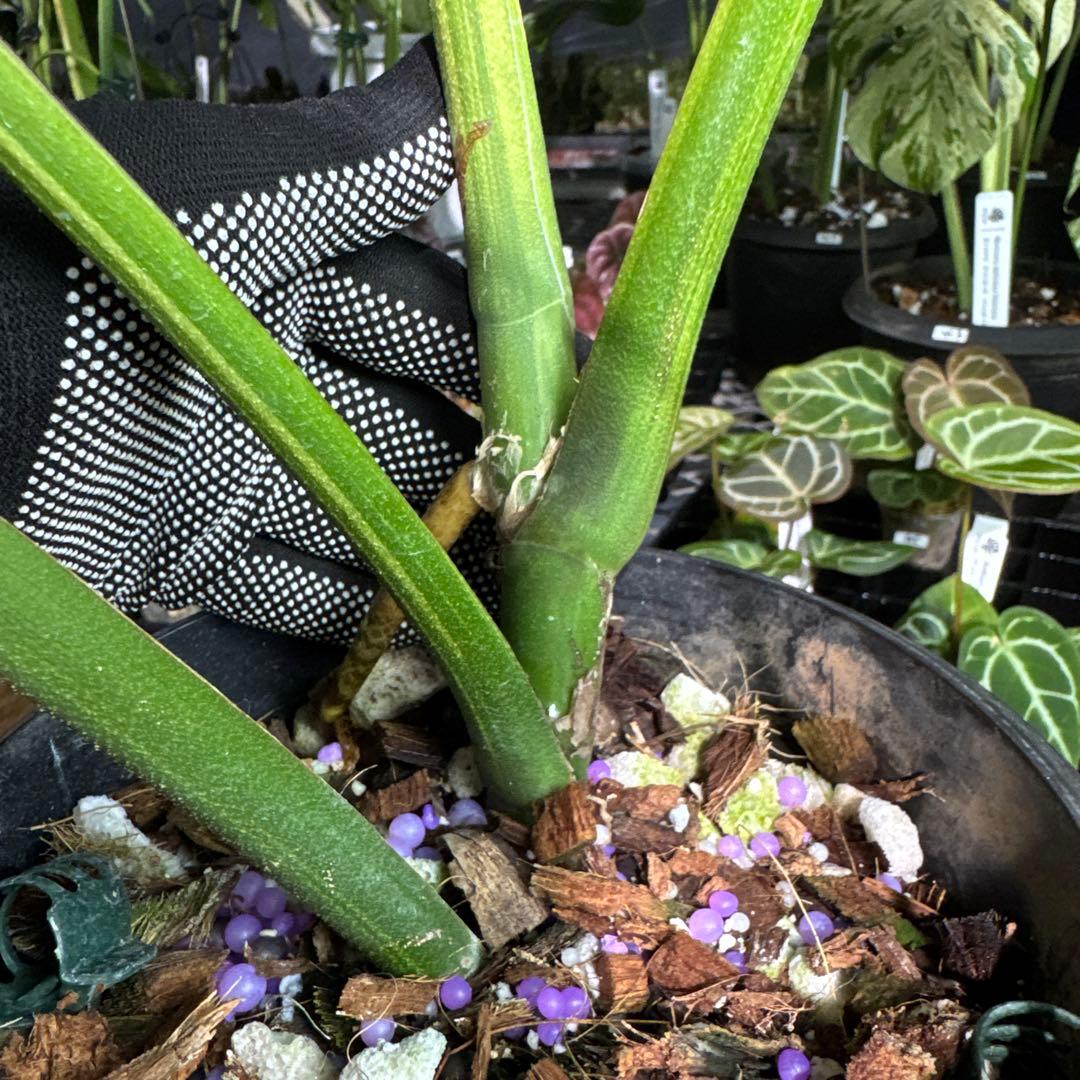 Monstera Deliciosa “Blue Mint”珍しいコレクション株