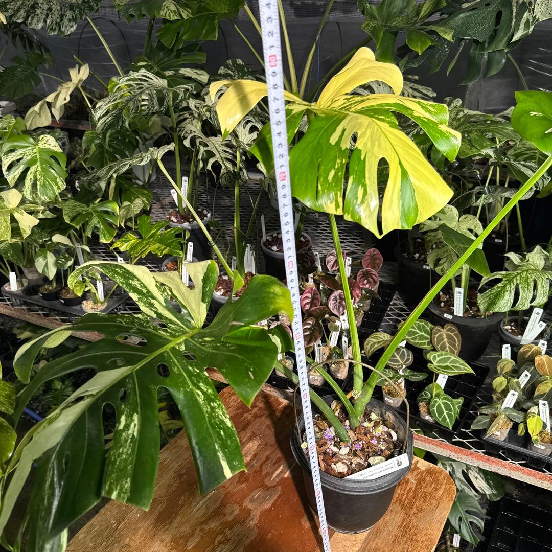 Monstera Deliciosa “Blue Mint”珍しいコレクション株