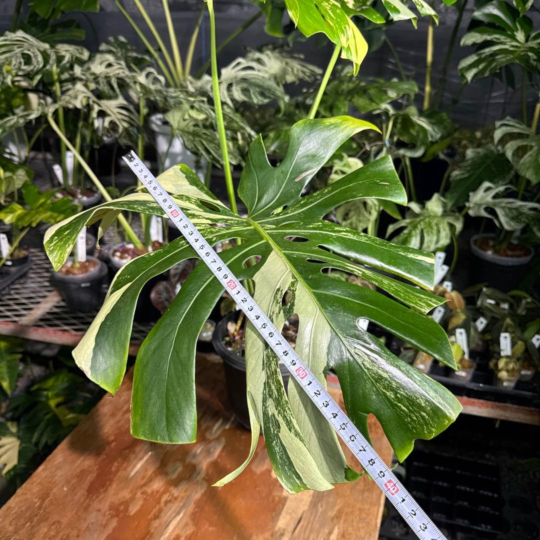 Monstera Deliciosa “Blue Mint”珍しいコレクション株