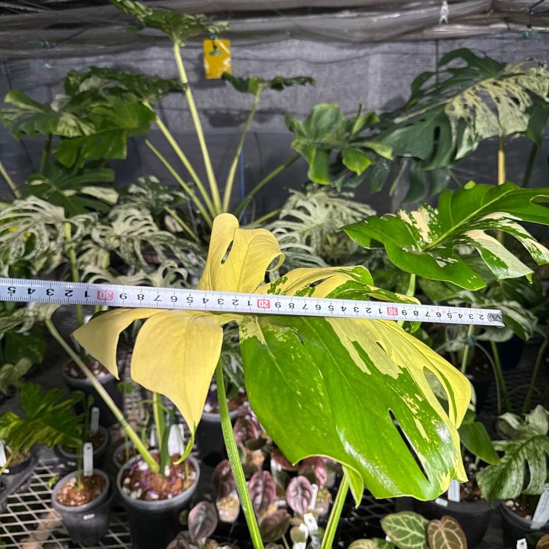 Monstera Deliciosa “Blue Mint”珍しいコレクション株