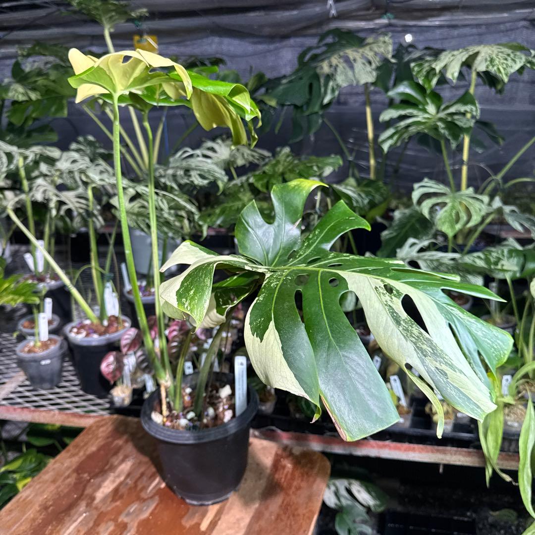 Monstera Deliciosa “Blue Mint”珍しいコレクション株