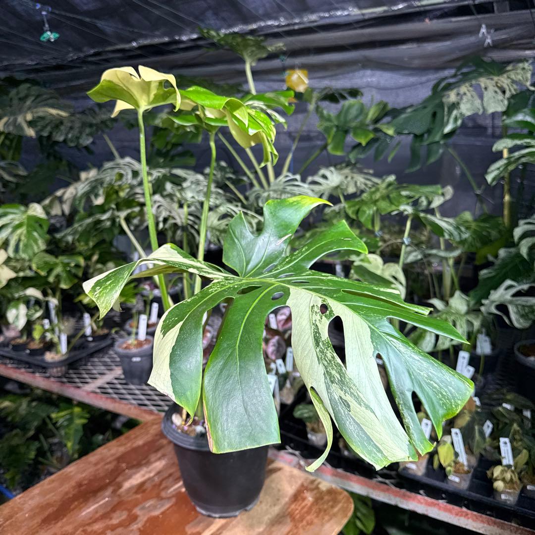 Monstera Deliciosa “Blue Mint”珍しいコレクション株