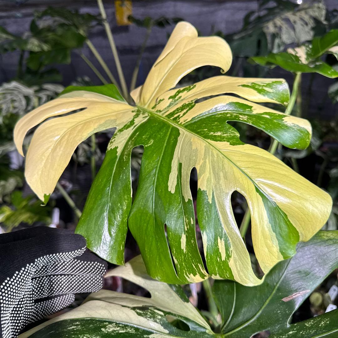 Monstera Deliciosa “Blue Mint”珍しいコレクション株