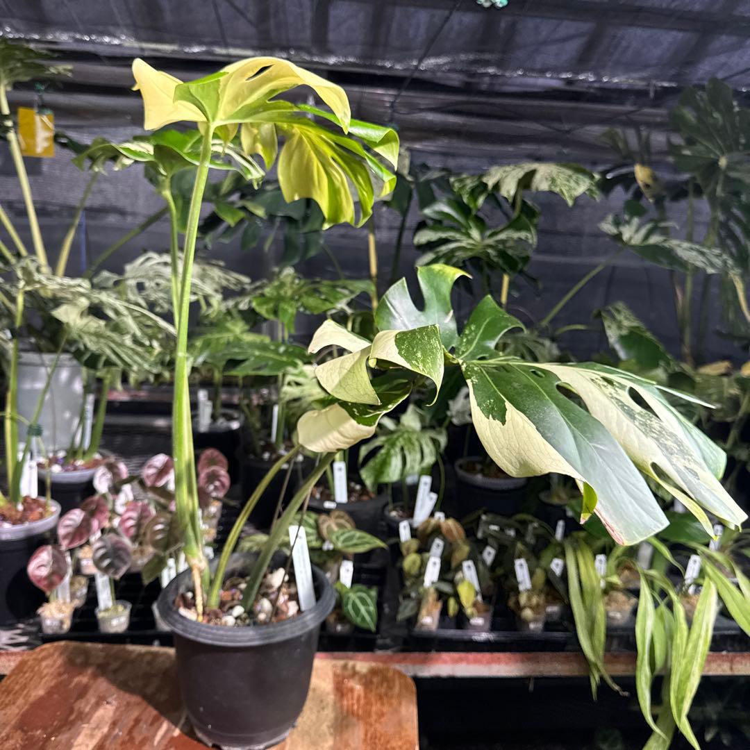Monstera Deliciosa “Blue Mint”珍しいコレクション株