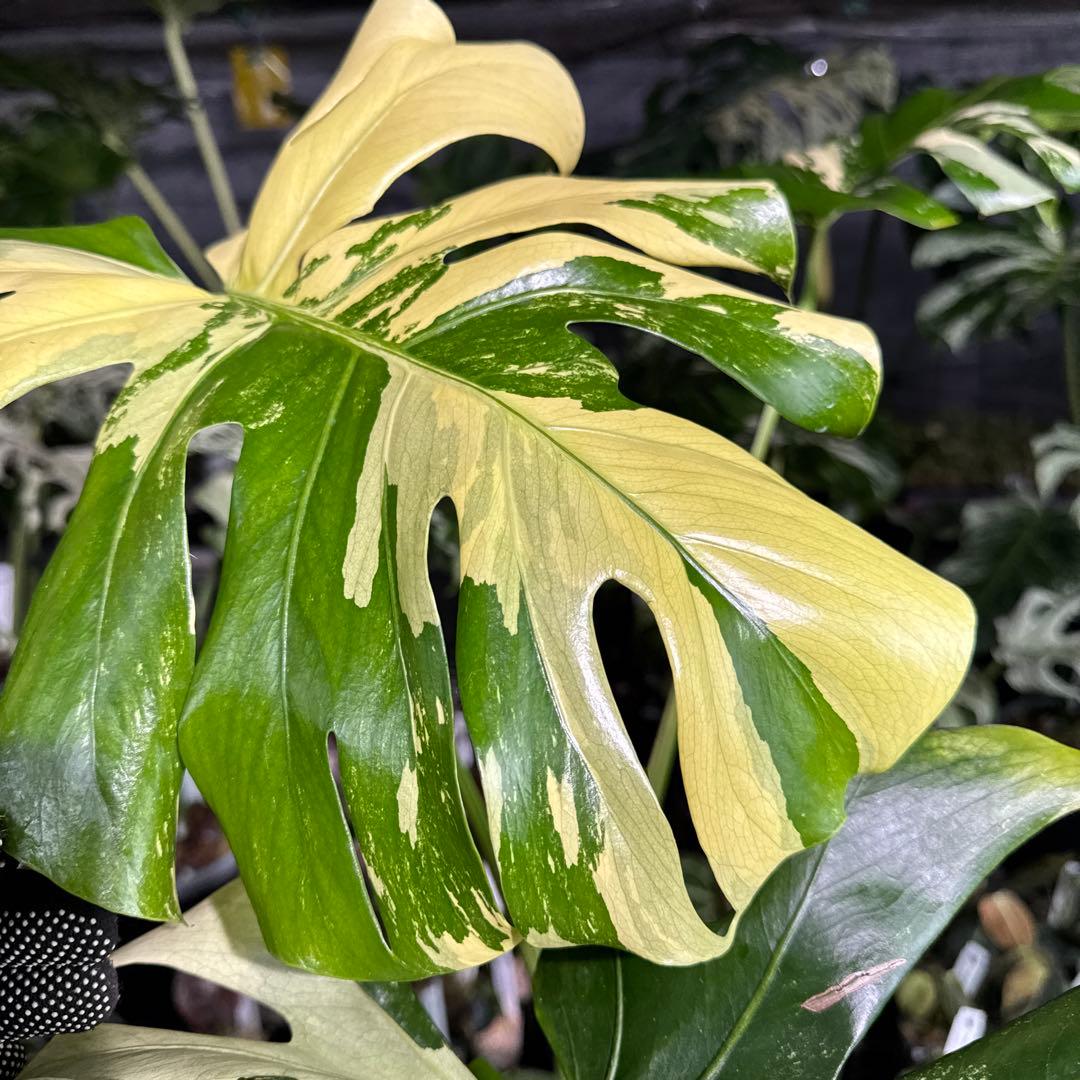 Monstera Deliciosa “Blue Mint”珍しいコレクション株